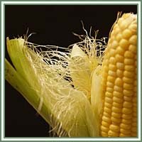 Corn Silk Corn Silk