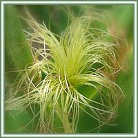 Corn Silk